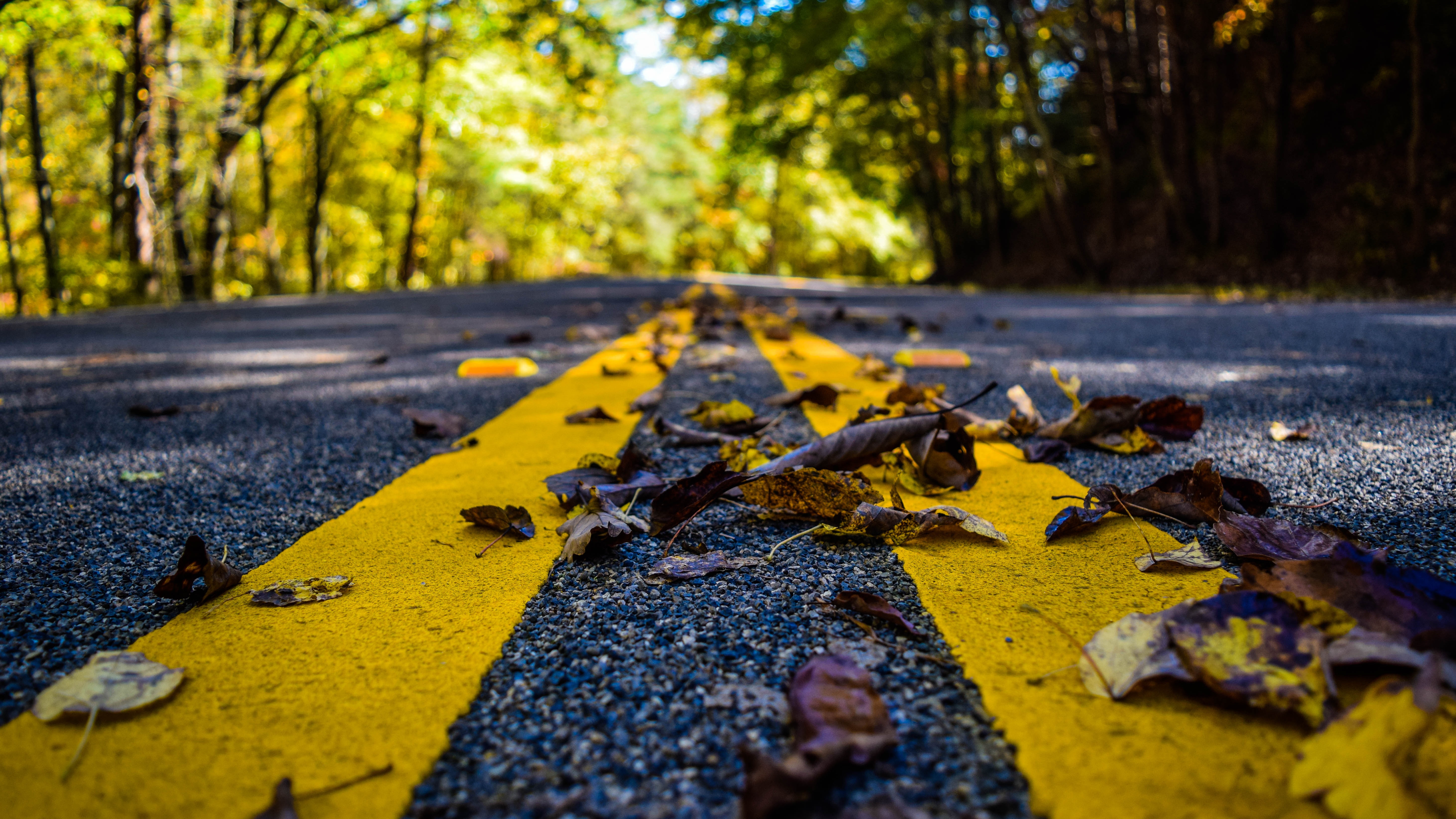 picture of road with leaves 